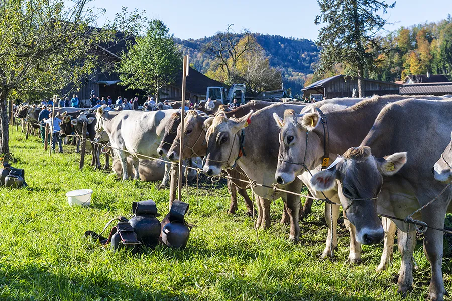 Pressefotografie aus Turbenthal