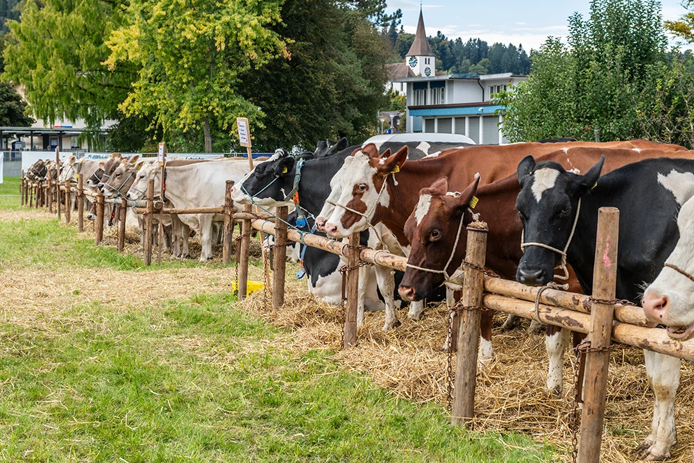 Pressefotografie aus Wila
